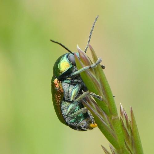 Cryptocephalus sp.